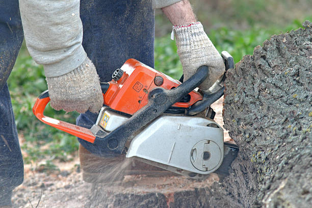 How Our Tree Care Process Works  in  Friend, NE